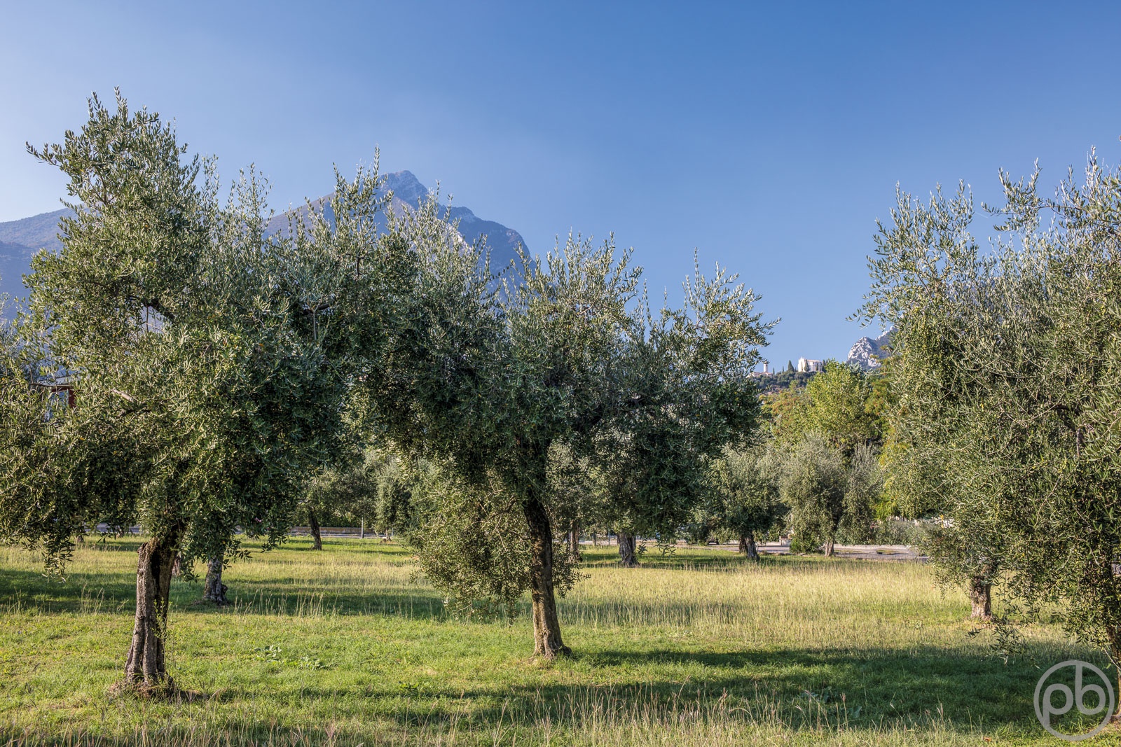 Fotokunst, Photo Art, Fine Art, Wandbilder, Wall Art, Olivenhain, Olivenbäume, Gardasee,  Toscolano
