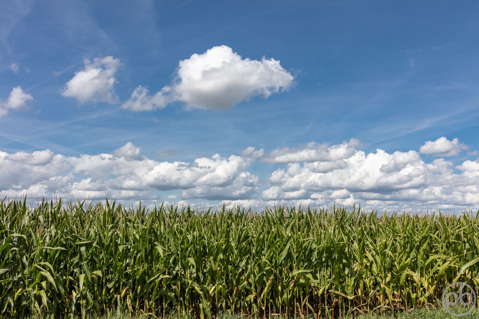 Fotokunst, Photo Art, Fine Art, Wandbilder, Wall Art, Unterallgäu, Mais, Landwirtschaft, Wolken