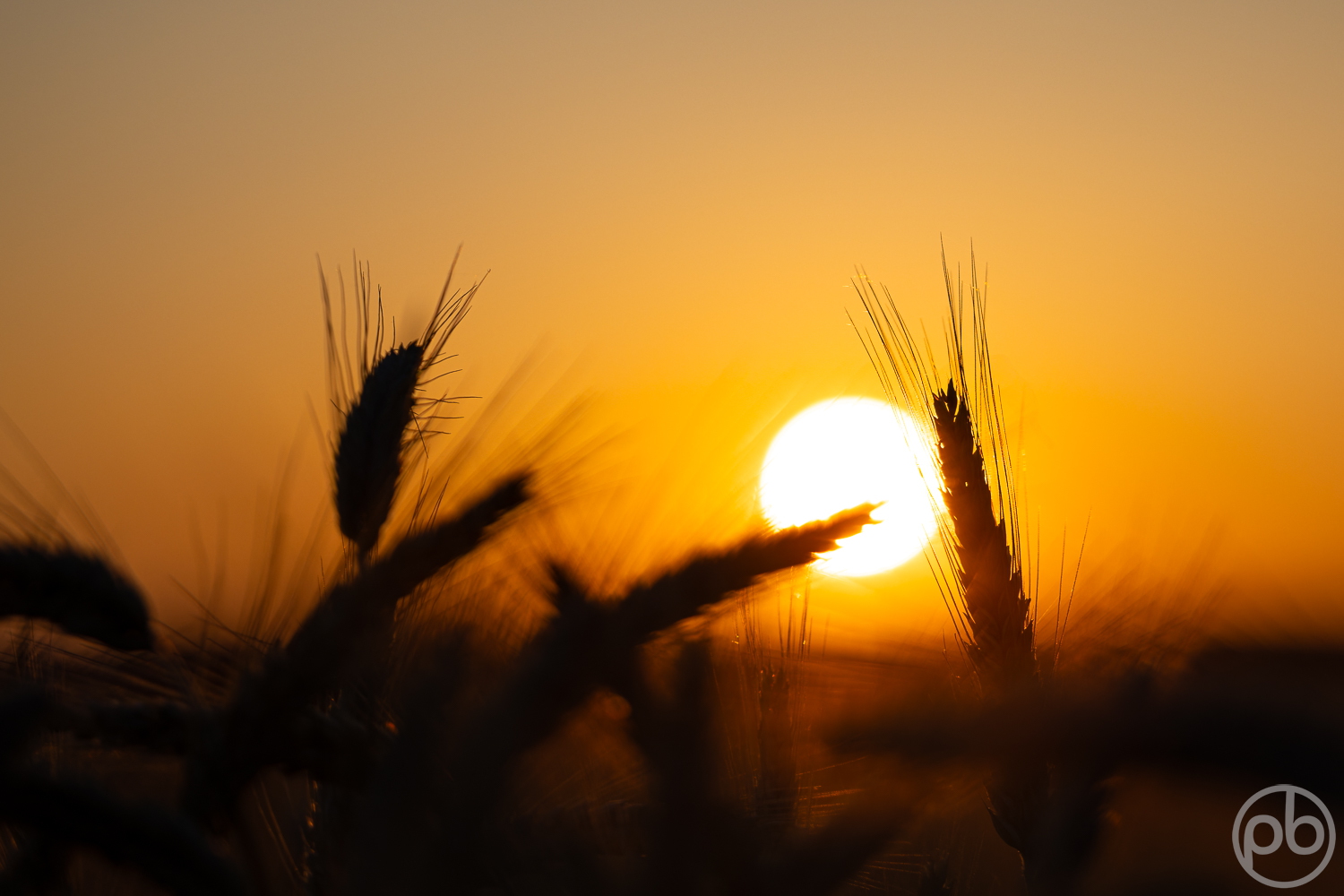 Fotokunst, Photo Art, Fine Art, Wandbilder, Wall Art, Unterallgäu, Sonnenuntergang, Korn, Ähre, Landwirtschaft
