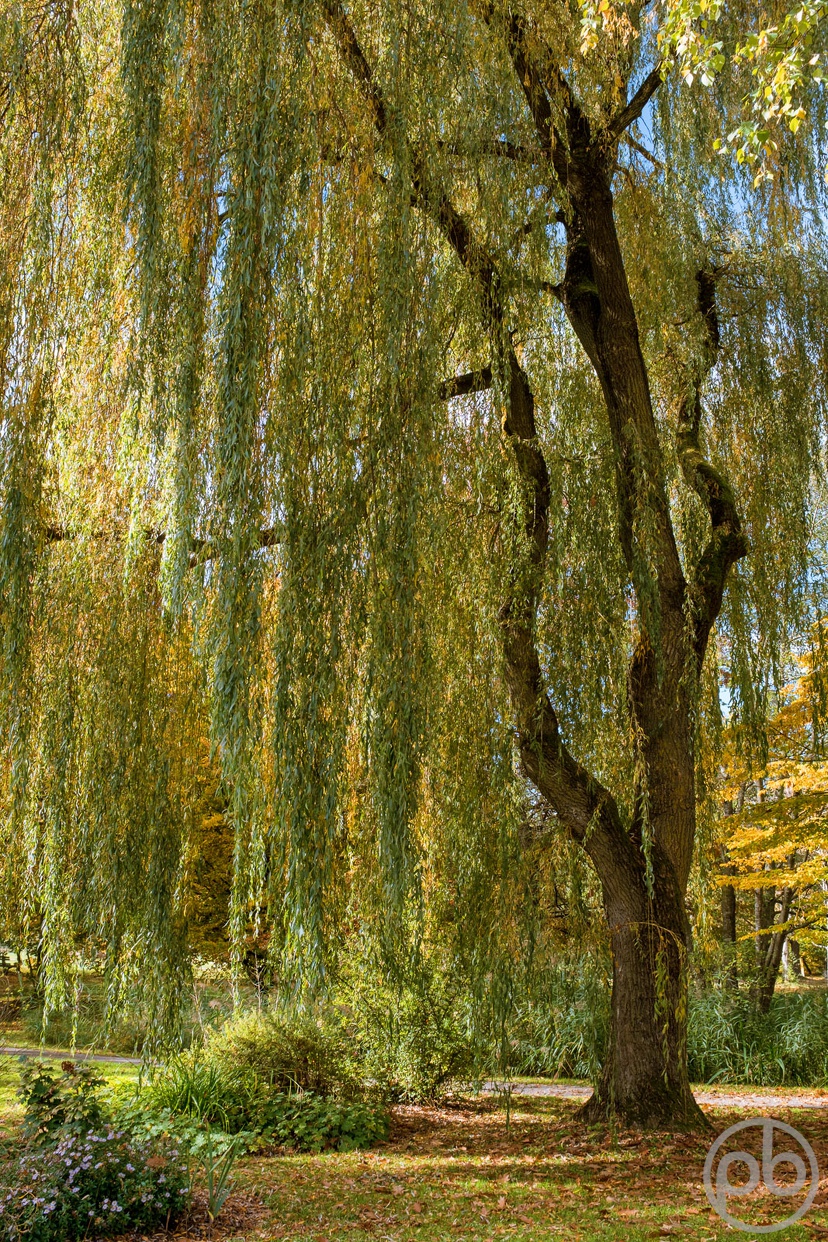 Fotokunst, Photo Art, Fine Art, Wandbilder, Wall Art, Weide, Herbst
