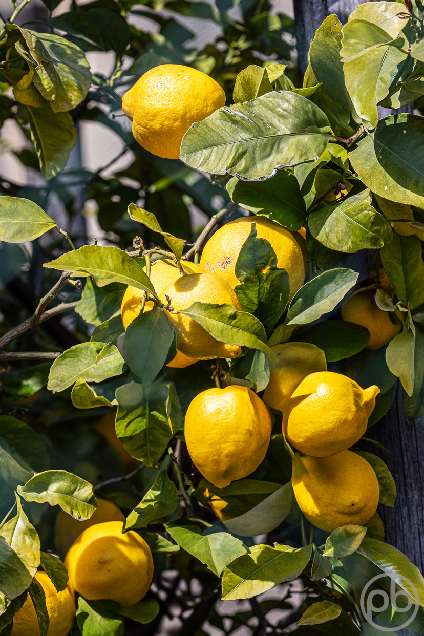 Fotokunst, Photo Art, Fine Art, Wandbilder, Wall Art, Mediterran, Zitronen