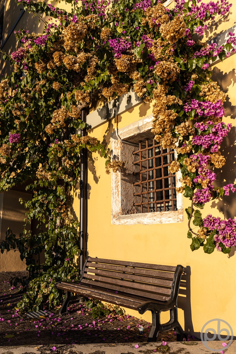 Fotokunst, Photo Art, Fine Art, Wandbilder, Wall Art, Mediterran, Gardasee, Gargnano, Bank, Bougainvillea
