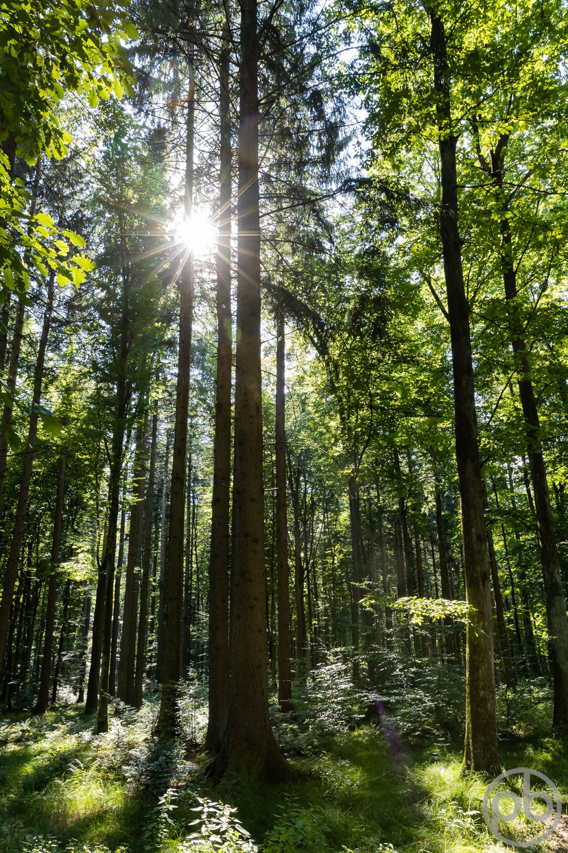 Fotokunst, Photo Art, Fine Art, Wandbilder, Wall Art, Mediterran, Wald, Sonne, Farbe, grün