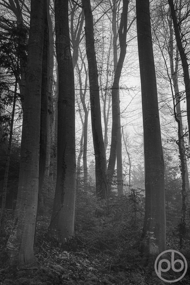 Baum, Draußen, Farblos, Holz, Natur, Pflanze, Ungesättigt, Wald, grau, Fotokunst, Photo Art, Fine Art, Wandbilder, Wall Art, Wald, schwarzweiß, Blak and White