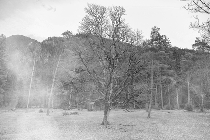 Baum im Nebel
