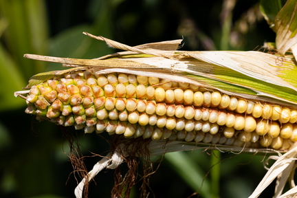 Reifer Mais