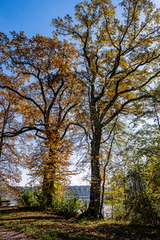 Herbstbäume