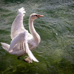 Tiere