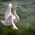 Schwan