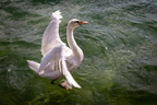 Tiere