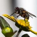 Fliege