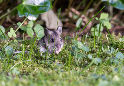 Maus