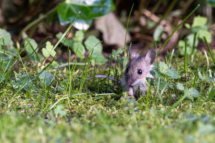 Maus